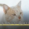 子犬がご飯を食べない原因と対処法