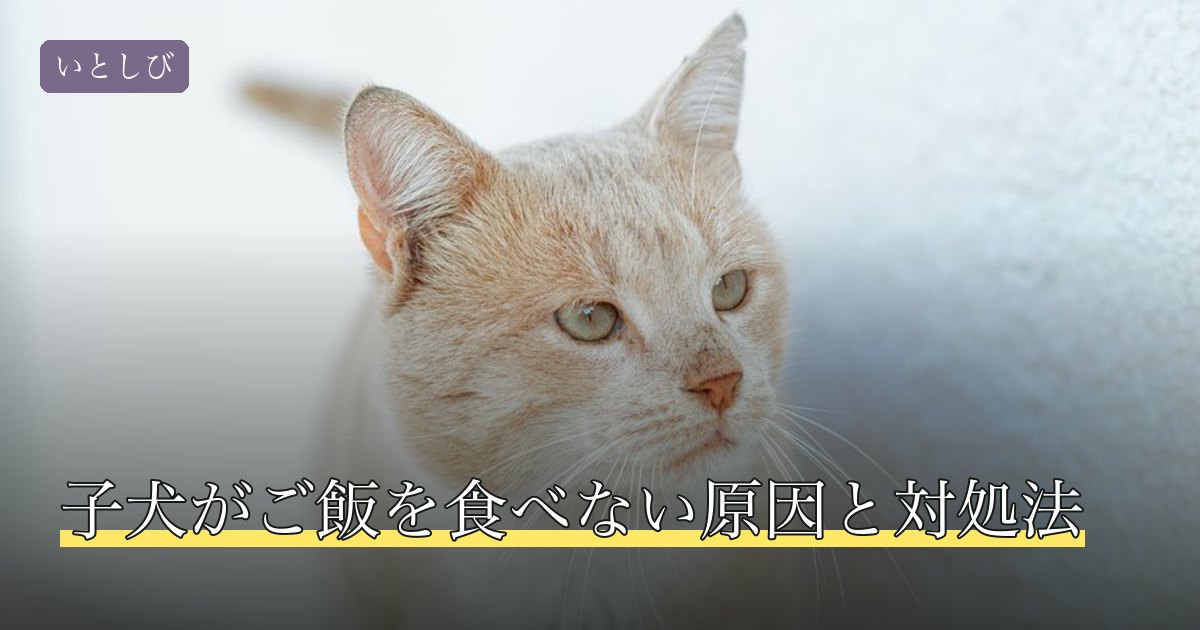 子犬がご飯を食べない原因と対処法