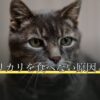 猫がカリカリを食べない原因と対処法