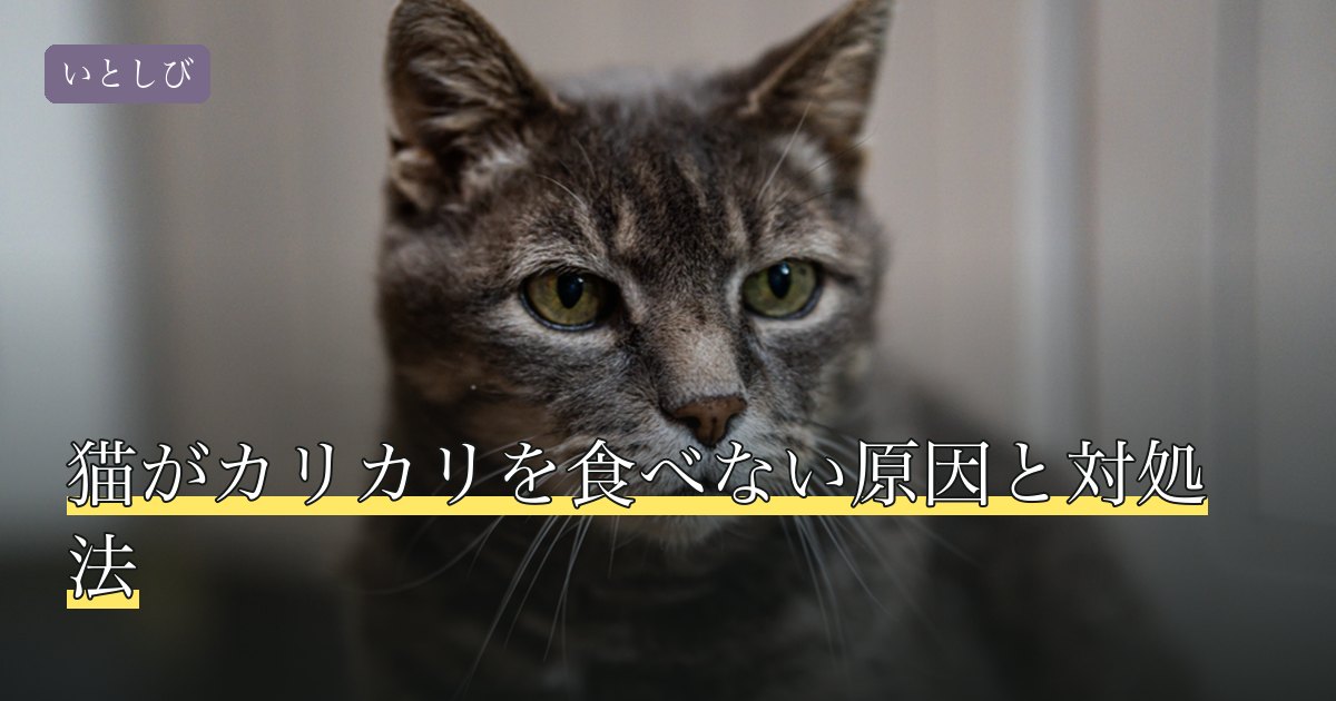 猫がカリカリを食べない原因と対処法