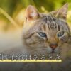 犬の下痢で食欲はあるとき