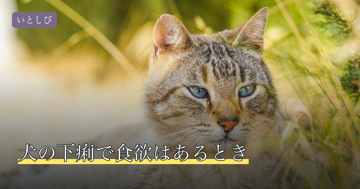 犬の下痢で食欲はあるとき