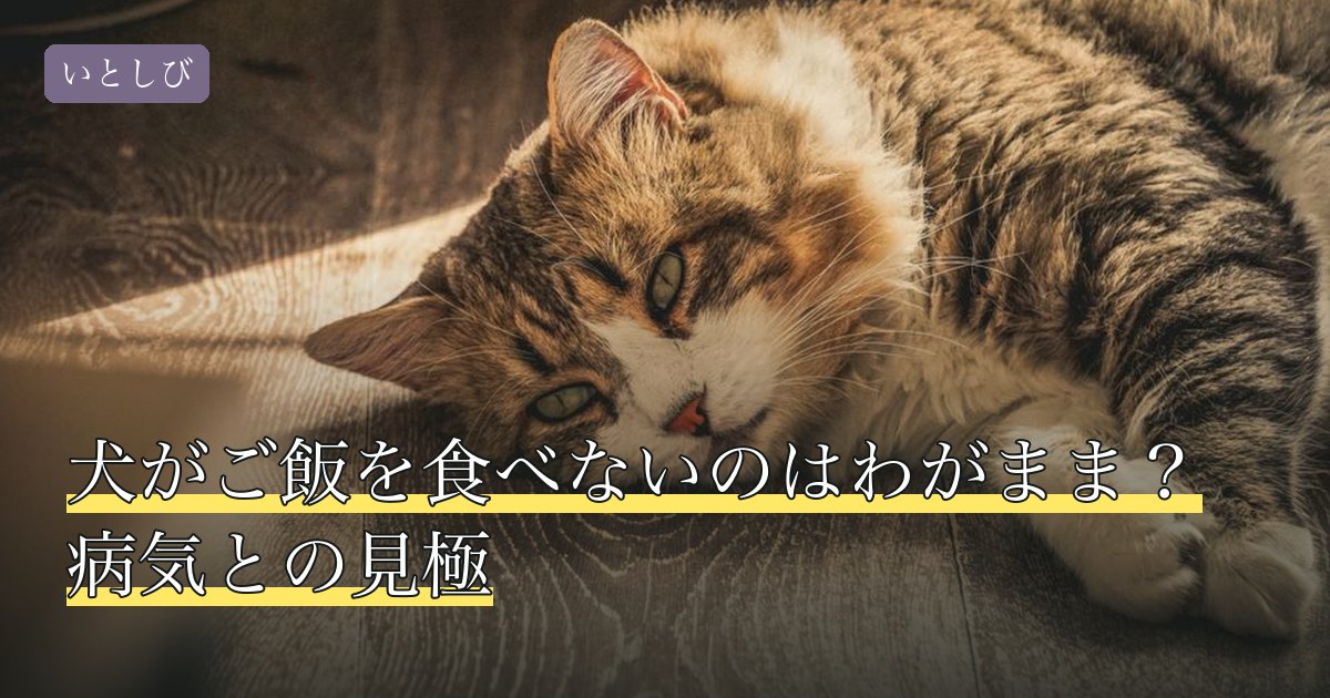 犬がご飯を食べないのはわがまま？病気との見極