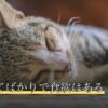 犬が寝てばかりで食欲はある