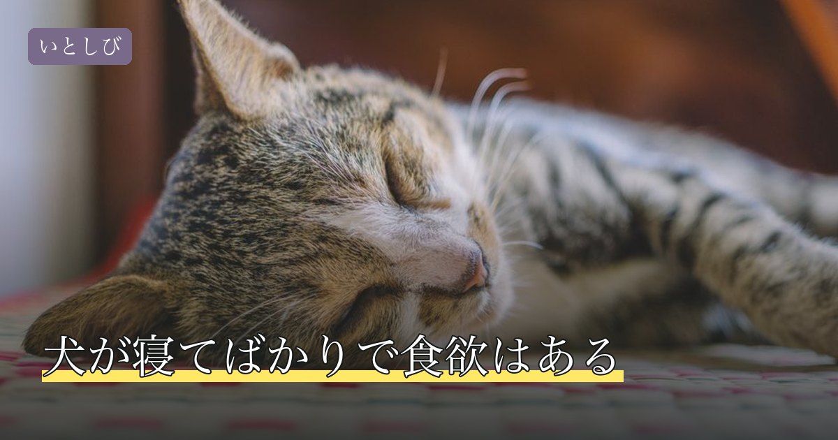 犬が寝てばかりで食欲はある