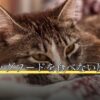 犬がドッグフードを食べない原因と対処法