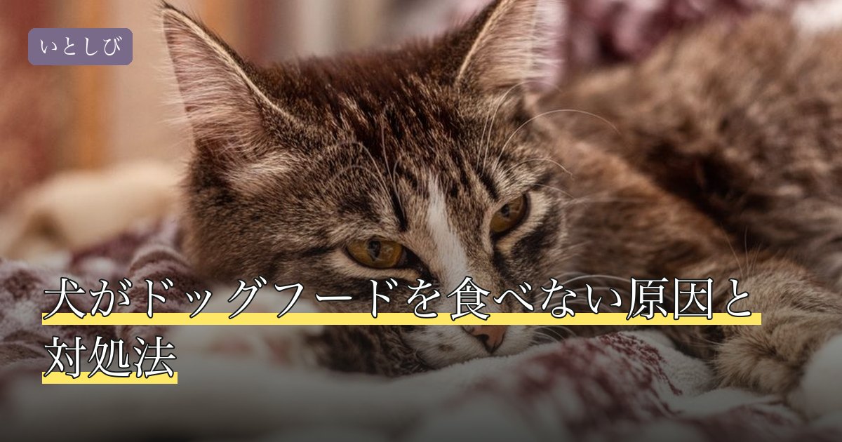 犬がドッグフードを食べない原因と対処法