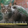 猫が寝てばかりで食欲はある