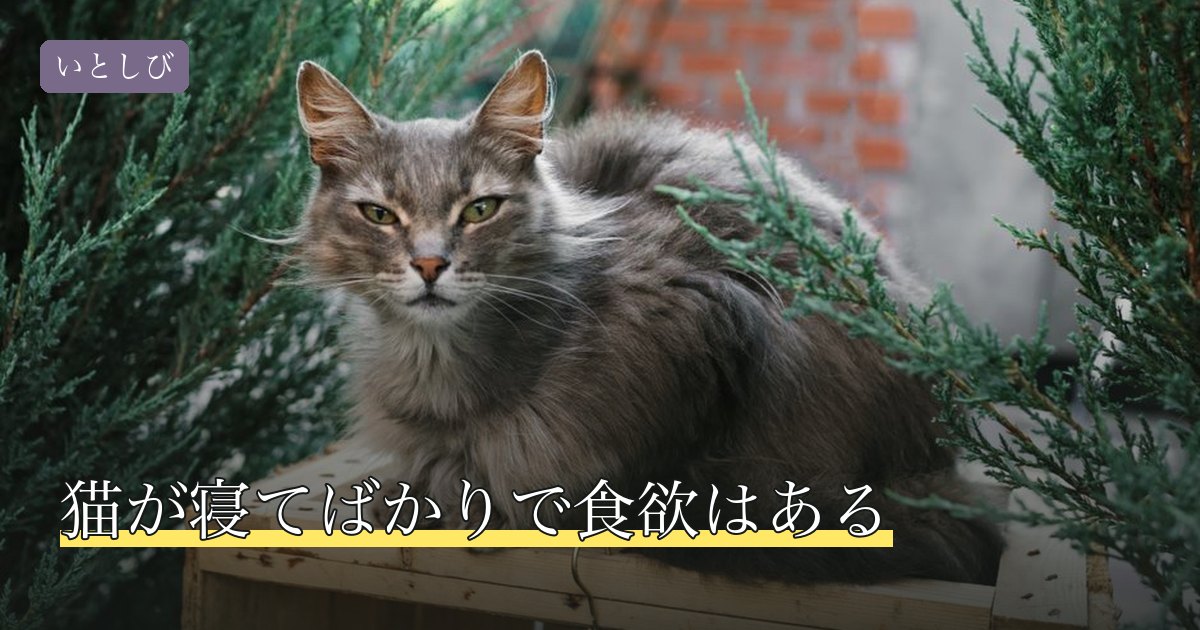 猫が寝てばかりで食欲はある