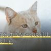 犬がご飯を食べないのは何日まで大丈夫？水と元
