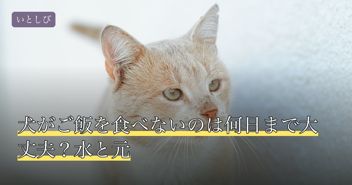 犬がご飯を食べないのは何日まで大丈夫？水と元