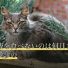 猫がご飯を食べないのは何日まで大丈夫？受診の