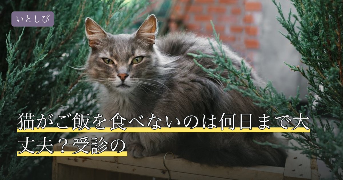 猫がご飯を食べないのは何日まで大丈夫？受診の