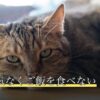 猫が元気なくご飯を食べない