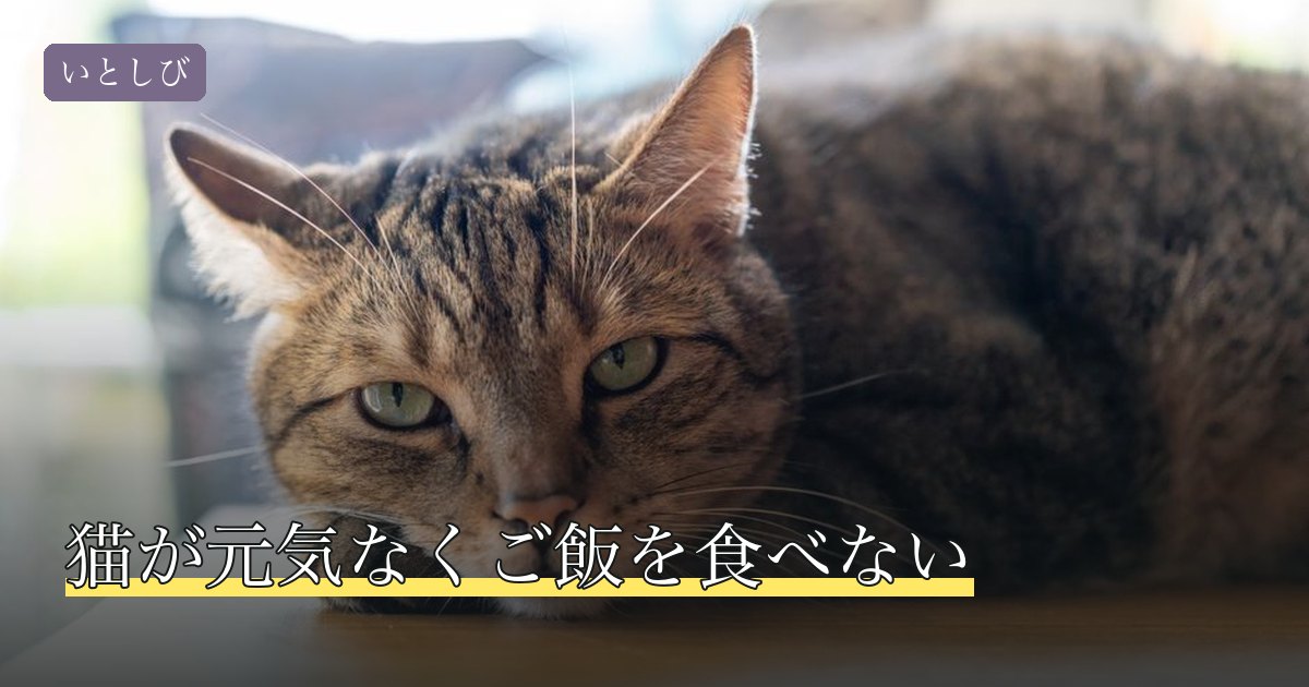 猫が元気なくご飯を食べない