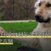 メダカの寿命は何年？平均寿命と長生きさせる飼