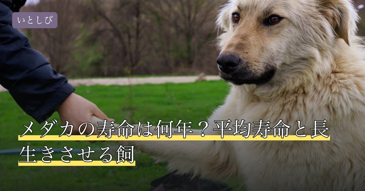 メダカの寿命は何年？平均寿命と長生きさせる飼
