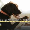 チンチラの寿命は何歳？平均10〜15年・人間