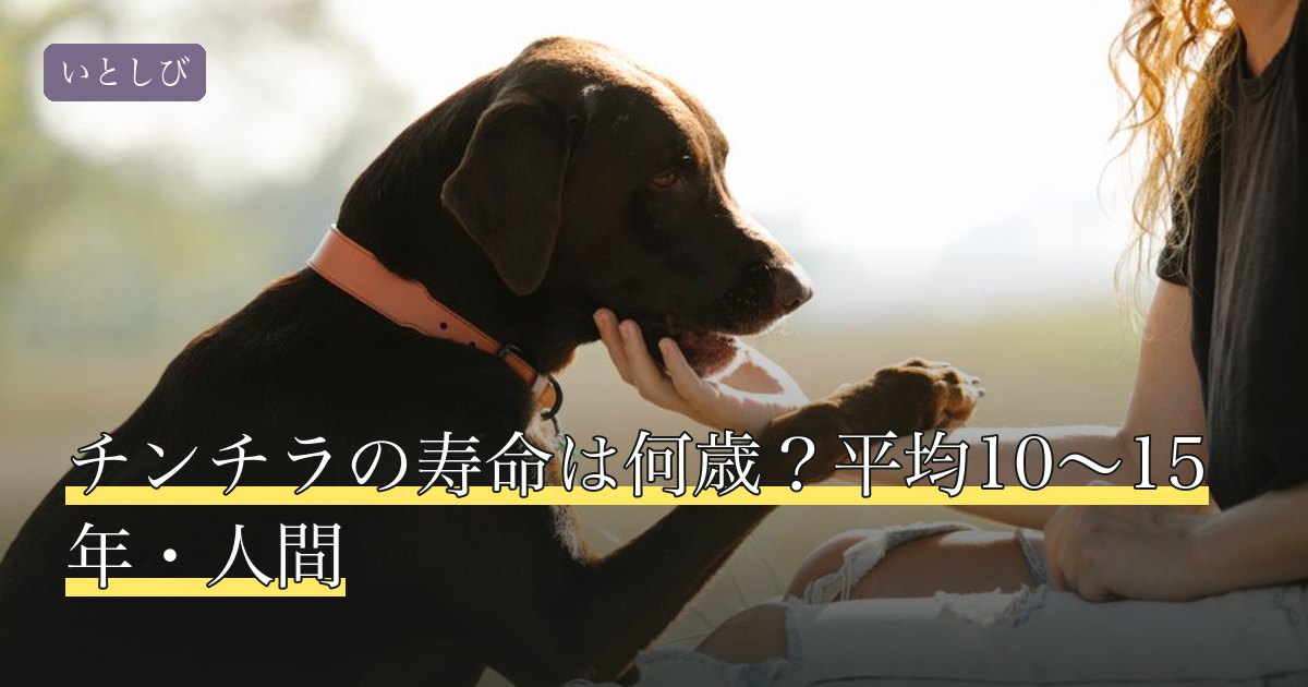 チンチラの寿命は何歳？平均10〜15年・人間