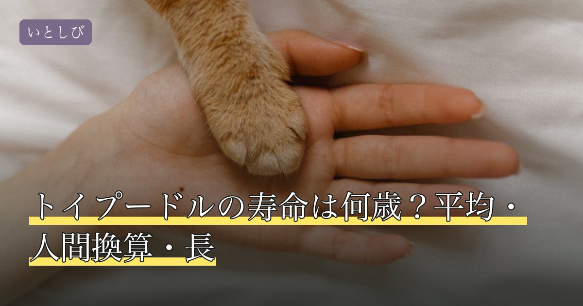 トイプードルの寿命は何歳？平均・人間換算・長
