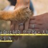 文鳥の寿命は何年？平均・人間年齢換算・長生き