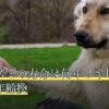 ハリネズミの寿命は何年？平均寿命・人間年齢換