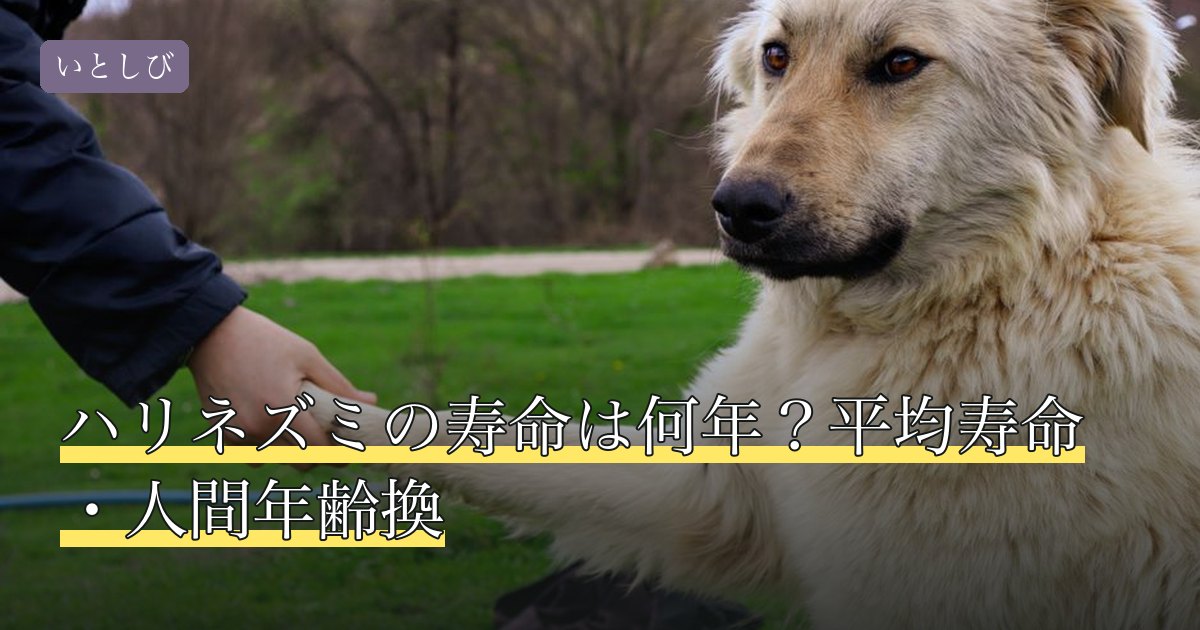 ハリネズミの寿命は何年？平均寿命・人間年齢換