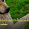 ウーパールーパーの寿命は何年？平均・長生きの
