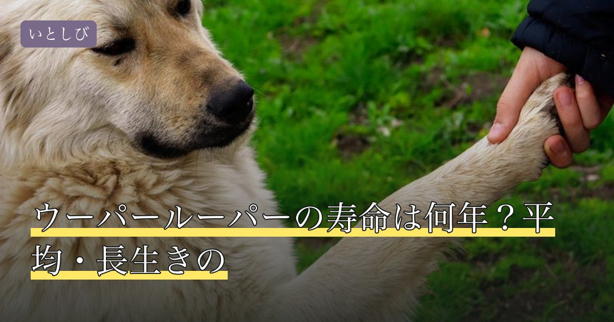 ウーパールーパーの寿命は何年？平均・長生きの