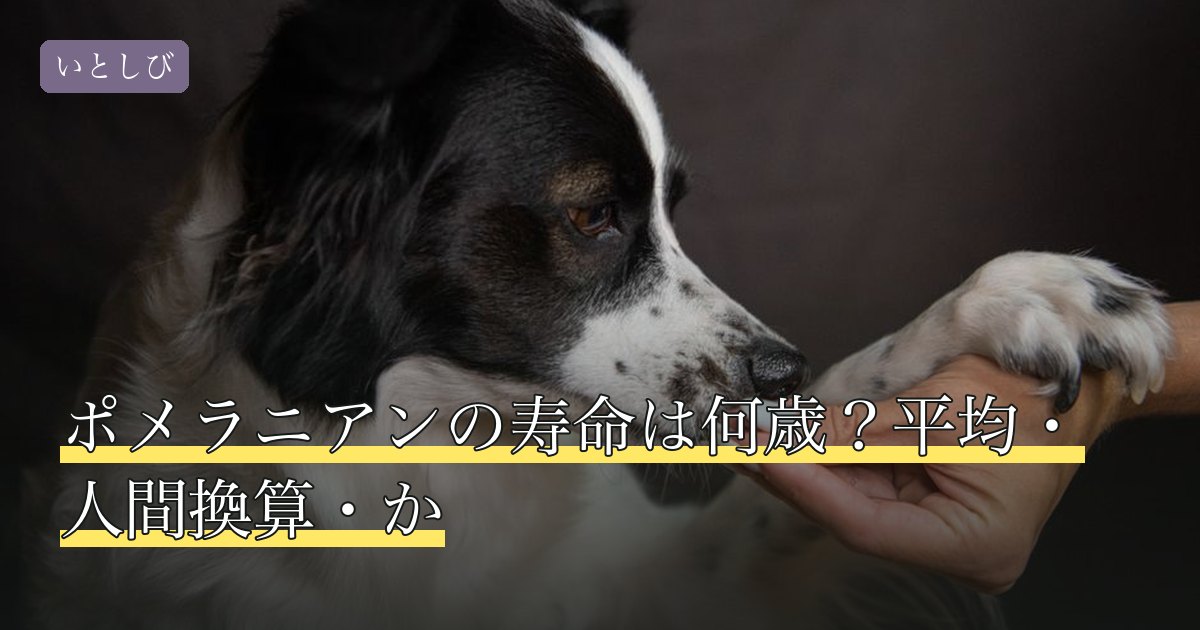 ポメラニアンの寿命は何歳？平均・人間換算・か