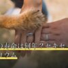 インコの寿命は何年？セキセイ・オカメ・ヨウム