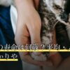 チワワの寿命は何歳？平均・人間換算・かかりや