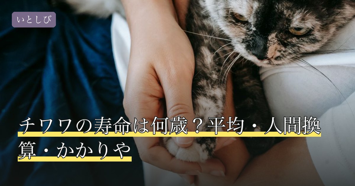 チワワの寿命は何歳？平均・人間換算・かかりや