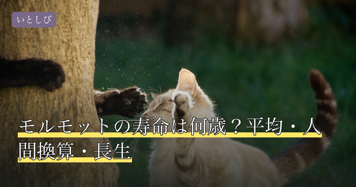 モルモットの寿命は何歳？平均・人間換算・長生