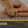 亀の寿命は何年？種類別の平均寿命と長生きさせ