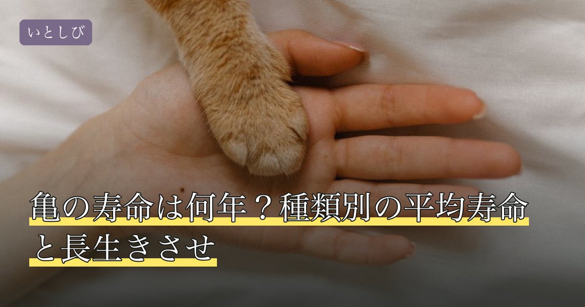 亀の寿命は何年？種類別の平均寿命と長生きさせ
