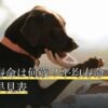 柴犬の寿命は何歳？平均寿命・人間換算の早見表