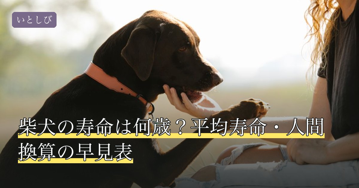 柴犬の寿命は何歳？平均寿命・人間換算の早見表