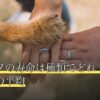 クワガタの寿命は種類でどれくらい？成虫の平均