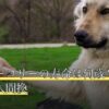 ボーダーコリーの寿命は何歳？平均寿命・人間換