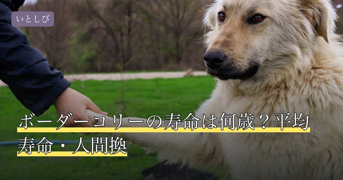 ボーダーコリーの寿命は何歳？平均寿命・人間換