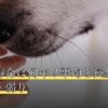 ベタの寿命は何年？平均と長生きの飼い方・弱り