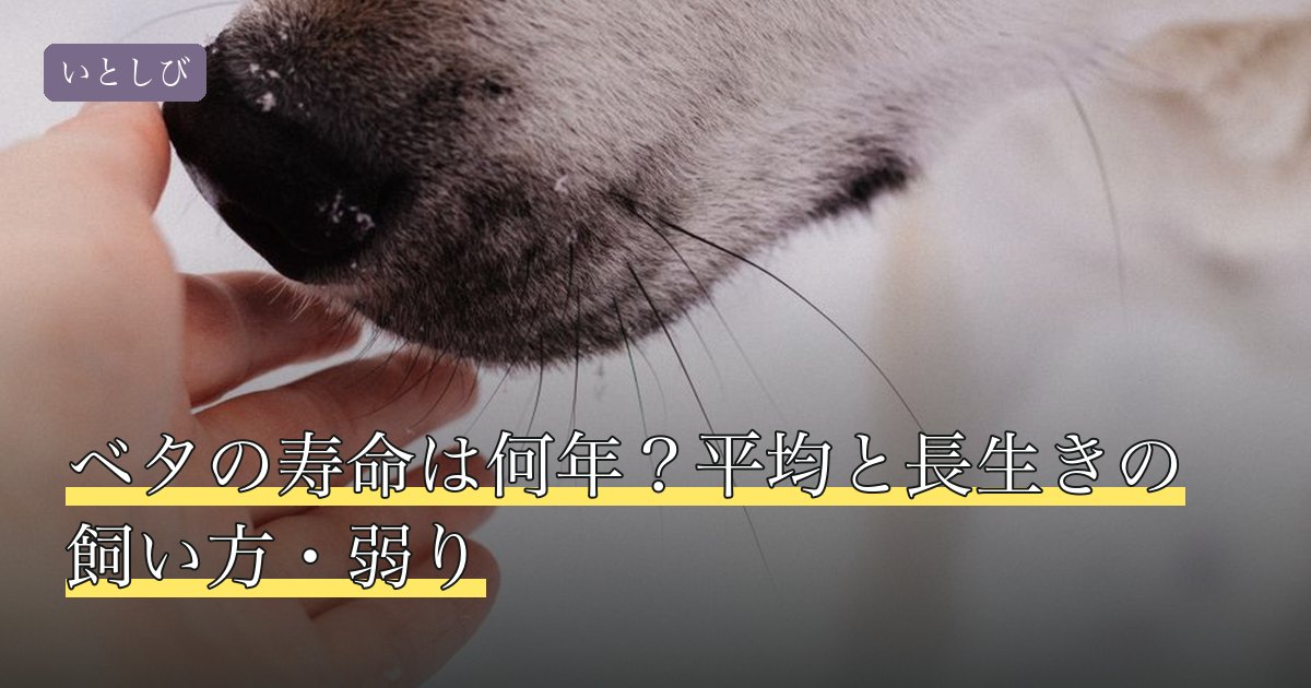 ベタの寿命は何年？平均と長生きの飼い方・弱り