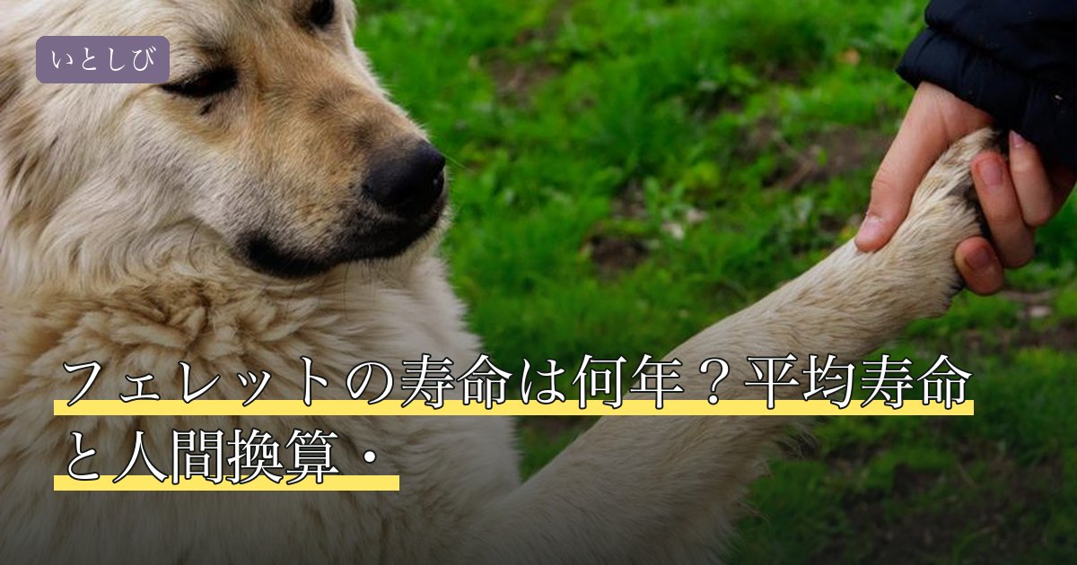 フェレットの寿命は何年？平均寿命と人間換算・
