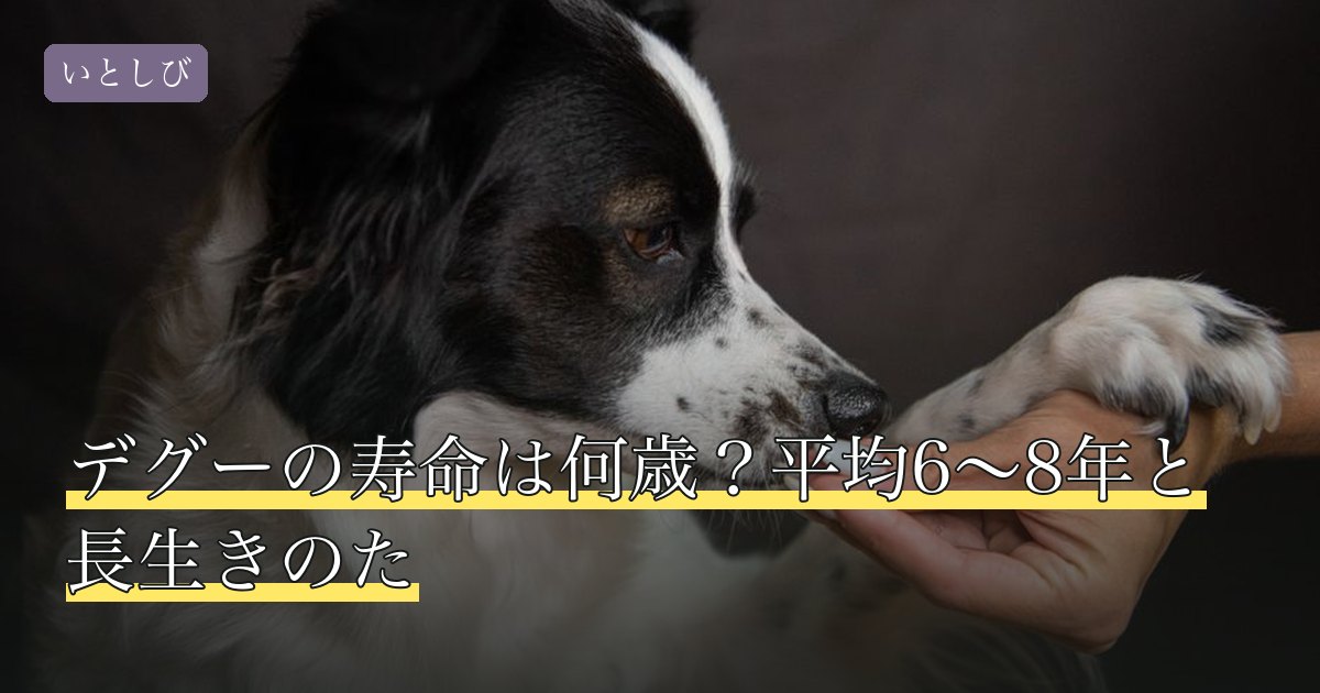 デグーの寿命は何歳？平均6〜8年と長生きのた