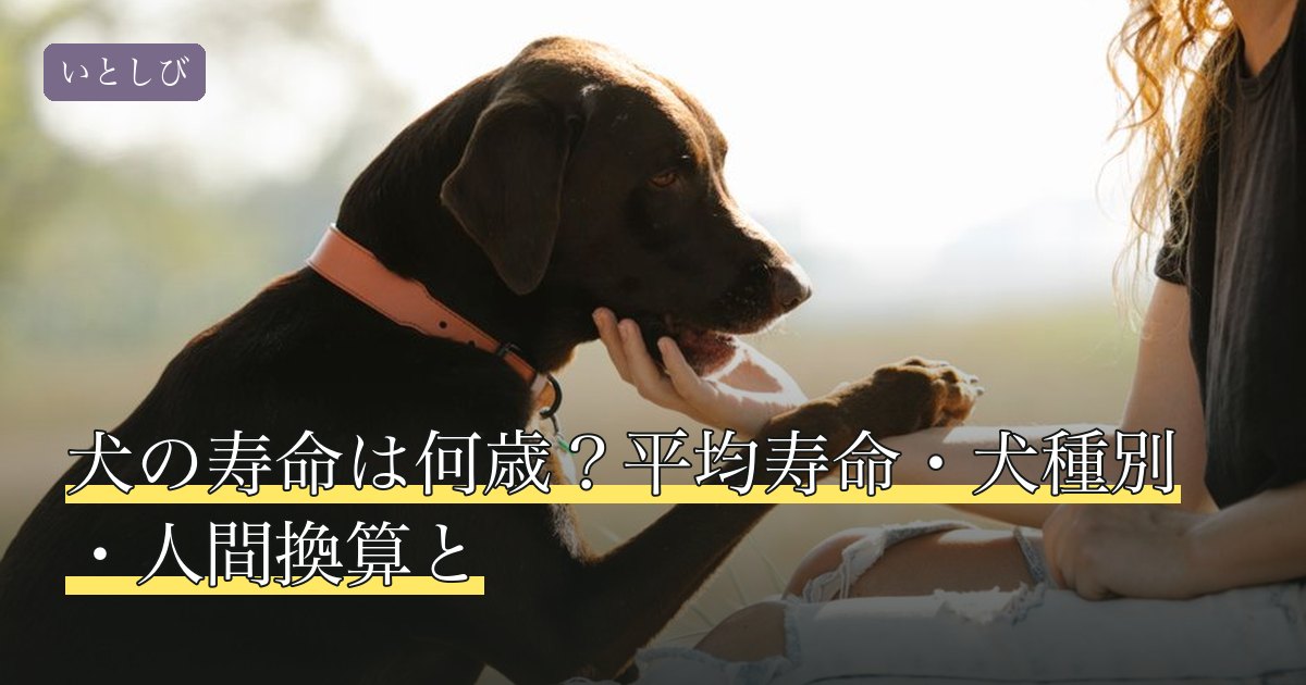 犬の寿命は何歳？平均寿命・犬種別・人間換算と