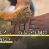 コザクラインコの寿命は何年？平均・人間換算・