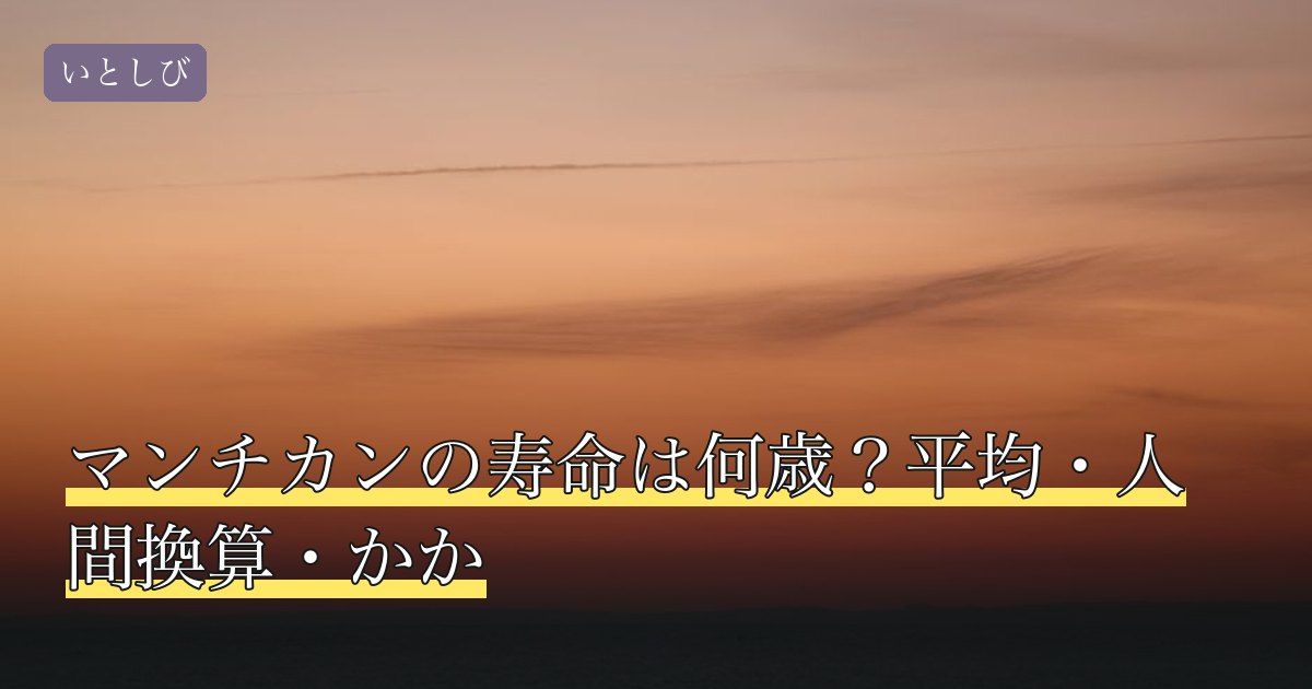 マンチカンの寿命は何歳？平均・人間換算・かか
