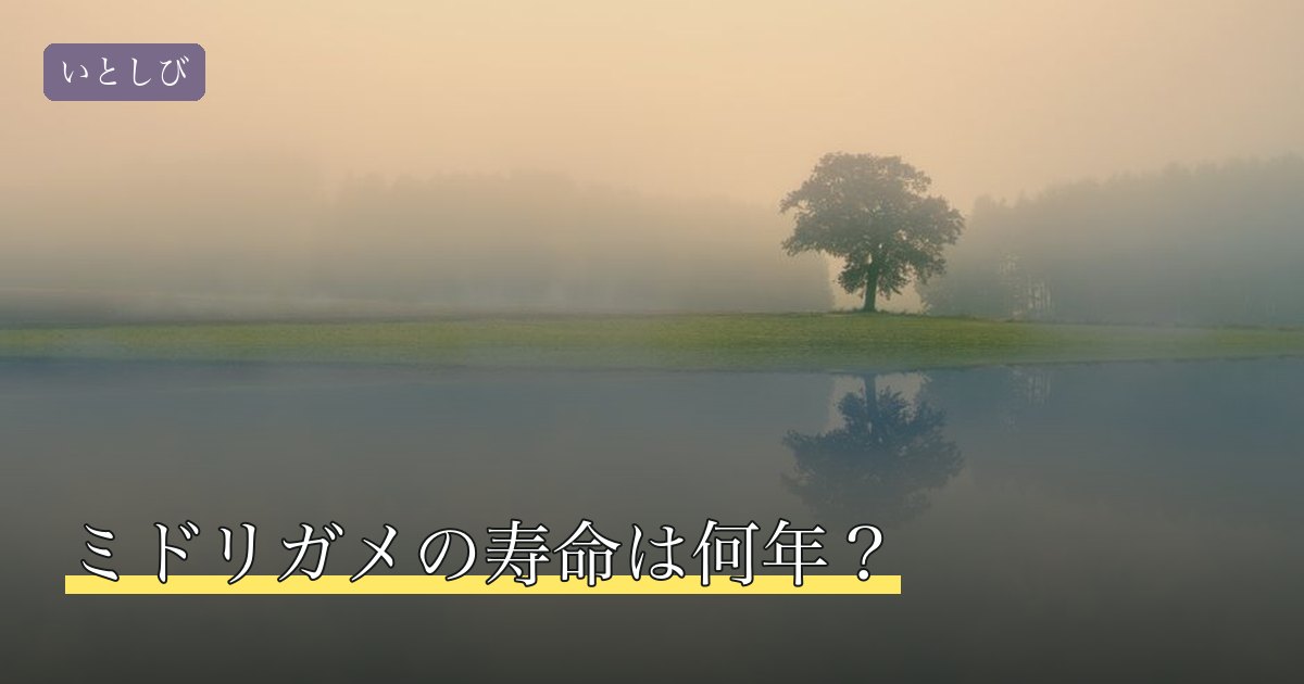 ミドリガメの寿命は何年？