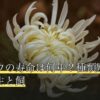 フクロウの寿命は何年？種類別の平均・野生と飼